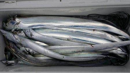 オーフリー 釣果