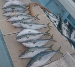 旭星釣りセンター 釣果