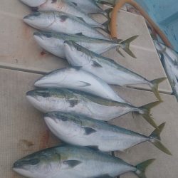 旭星釣りセンター 釣果