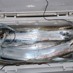 松本釣船２ 釣果