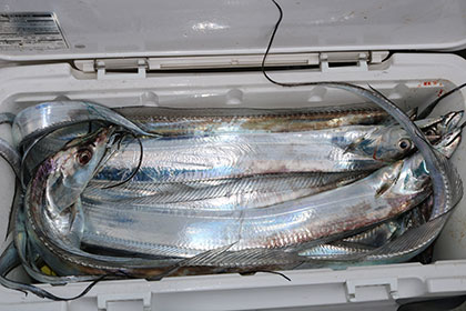 松本釣船２ 釣果