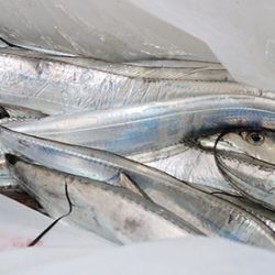 松本釣船２ 釣果