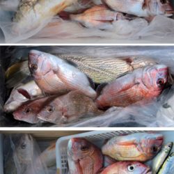 来温丸（らいおんまる） 釣果