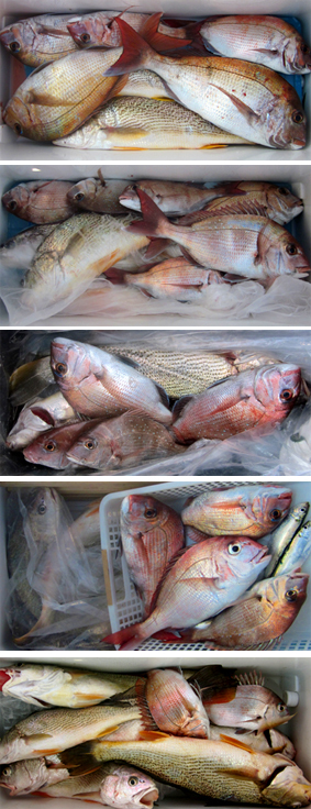 来温丸（らいおんまる） 釣果