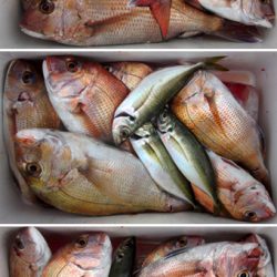 来温丸(らいおんまる) 釣果