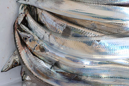 松本釣船２ 釣果