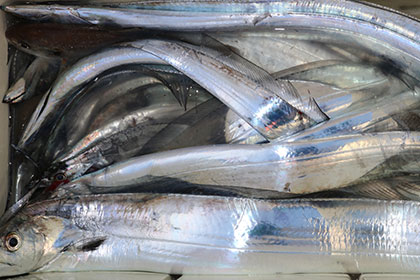 松本釣船２ 釣果