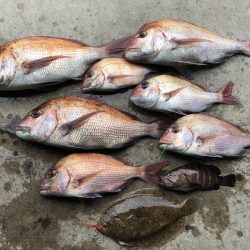 長栄丸(千葉) 釣果