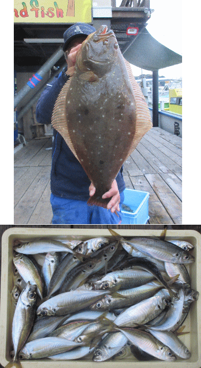 荒川屋 釣果