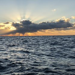 長栄丸(千葉) 釣果