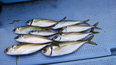 第二常豊丸 釣果