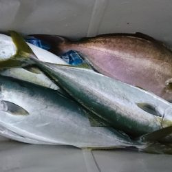 しば渡船 釣果