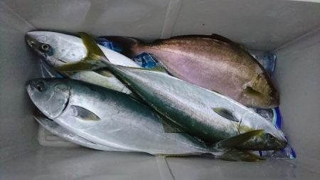 しば渡船 釣果