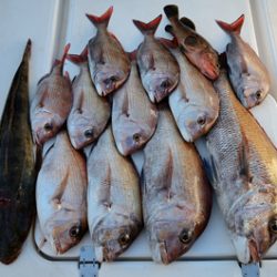 Marine T Design マリンティーデザイン 釣果