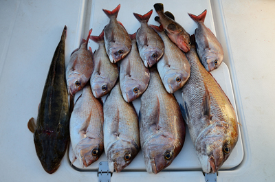 Marine T Design マリンティーデザイン 釣果