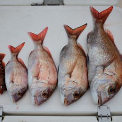 Marine T Design　マリンティーデザイン 釣果