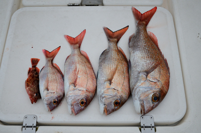 Marine T Design　マリンティ…