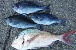 伊豆下田フィッシング 釣果