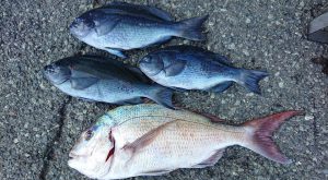 伊豆下田フィッシング 釣果