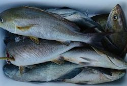 伊豆下田フィッシング 釣果