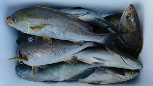 伊豆下田フィッシング 釣果