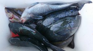 伊豆下田フィッシング 釣果