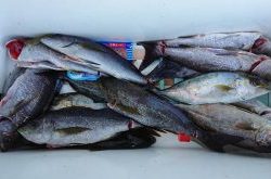 伊豆下田フィッシング 釣果