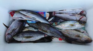 伊豆下田フィッシング 釣果