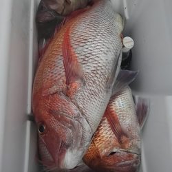 遊漁船 新鋭丸 釣果