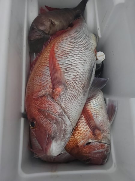 遊漁船 新鋭丸 釣果