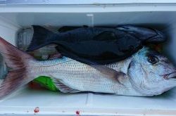 伊豆下田フィッシング 釣果