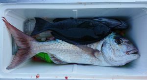 伊豆下田フィッシング 釣果