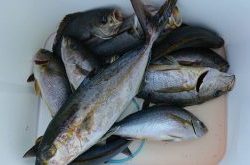 伊豆下田フィッシング 釣果