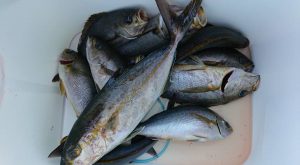 伊豆下田フィッシング 釣果