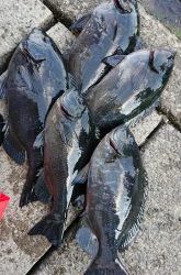 伊豆下田フィッシング 釣果