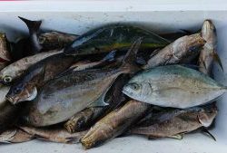 伊豆下田フィッシング 釣果