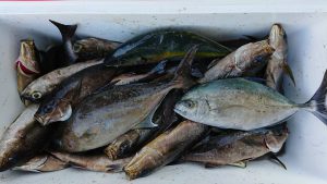 伊豆下田フィッシング 釣果