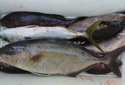 伊豆下田フィッシング 釣果