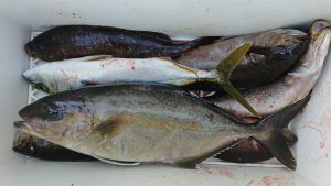 伊豆下田フィッシング 釣果