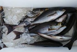 伊豆下田フィッシング 釣果