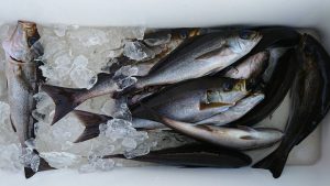 伊豆下田フィッシング 釣果