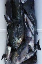 伊豆下田フィッシング 釣果