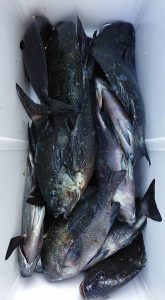 伊豆下田フィッシング 釣果