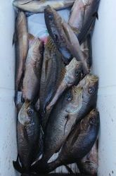 伊豆下田フィッシング 釣果