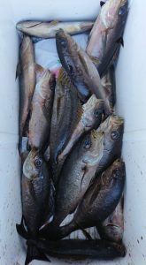 伊豆下田フィッシング 釣果