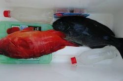 伊豆下田フィッシング 釣果