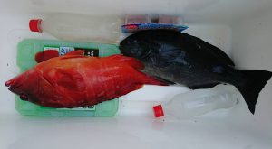 伊豆下田フィッシング 釣果