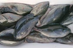 伊豆下田フィッシング 釣果