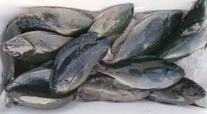 伊豆下田フィッシング 釣果