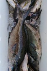 伊豆下田フィッシング 釣果